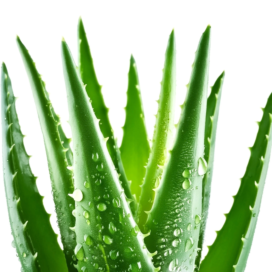 Kinside natural skincare ingredients