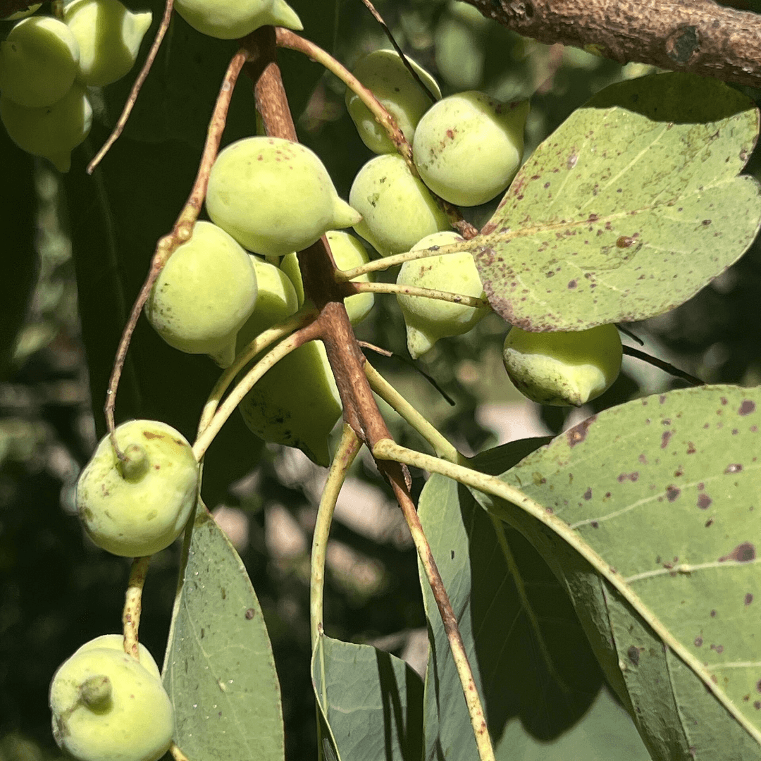 kinside natural skincare ingredients