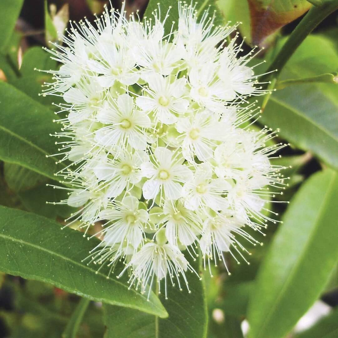Kinside natural skincare ingredients