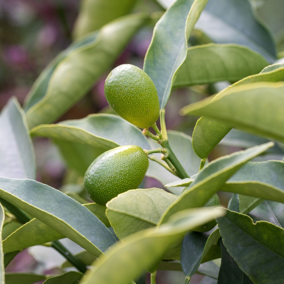 Kinside natural skincare ingredients