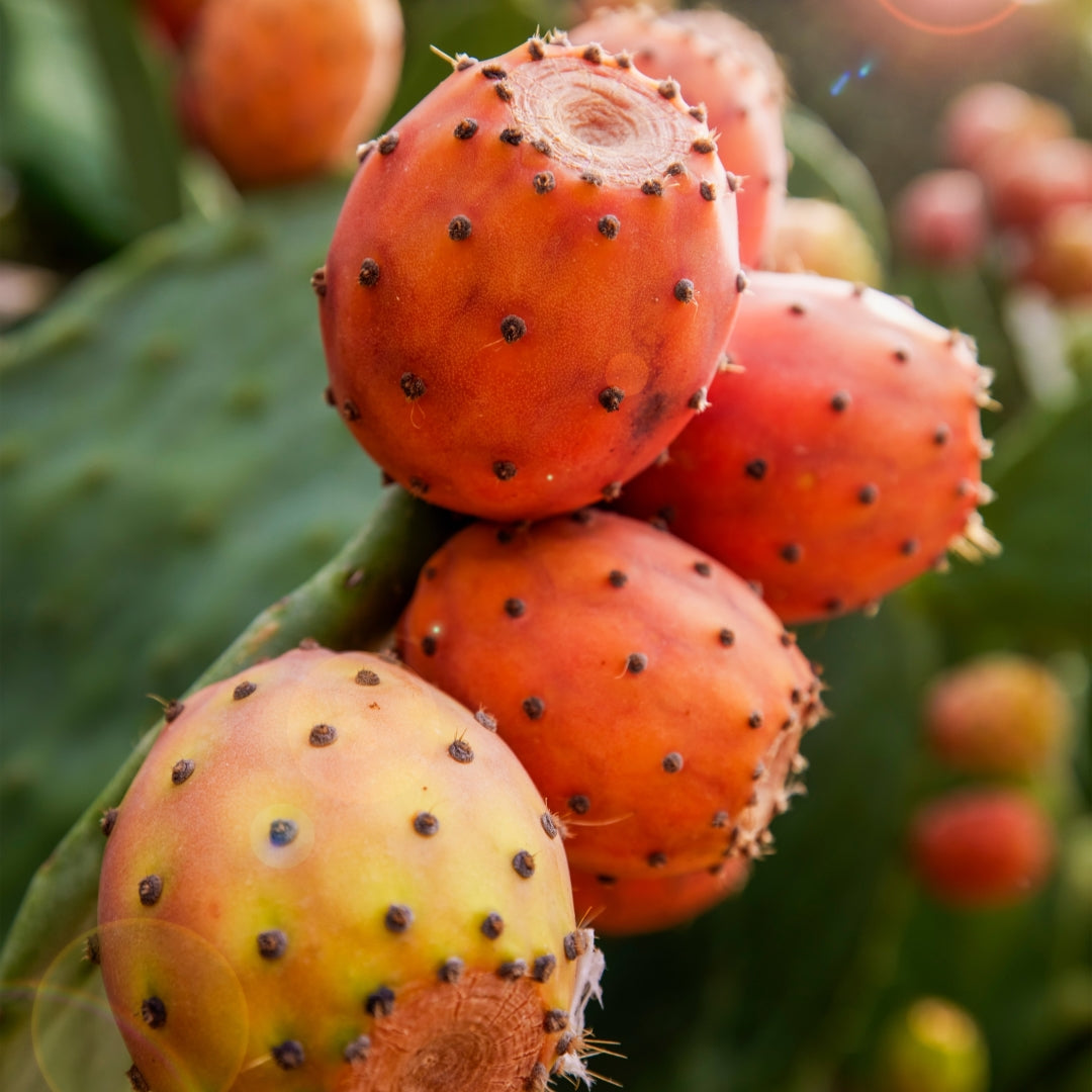 Kinside natural skincare ingredients