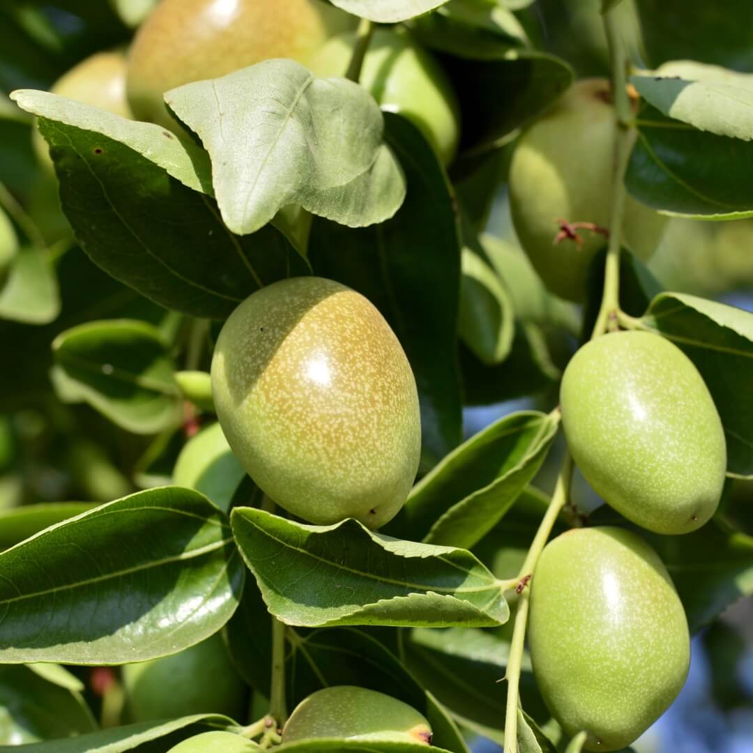 kinside natural ingredients